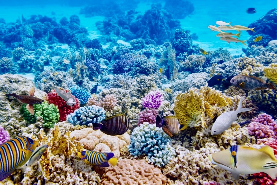 Lặn ngắm thế giới sinh vật biển sinh động tại đảo Samal